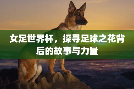 女足世界杯，探寻足球之花背后的故事与力量