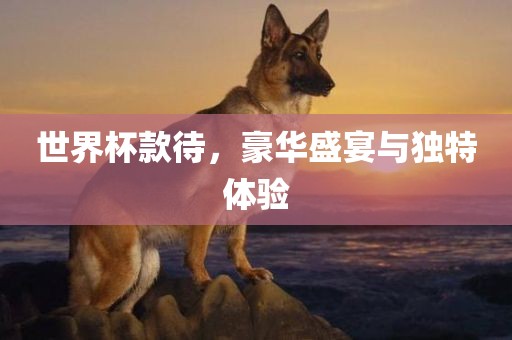世界杯款待，豪华盛宴与独特体验