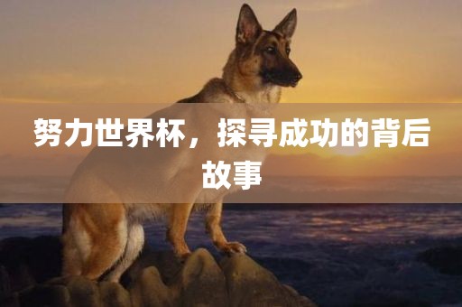 努力世界杯，探寻成功的背后故事